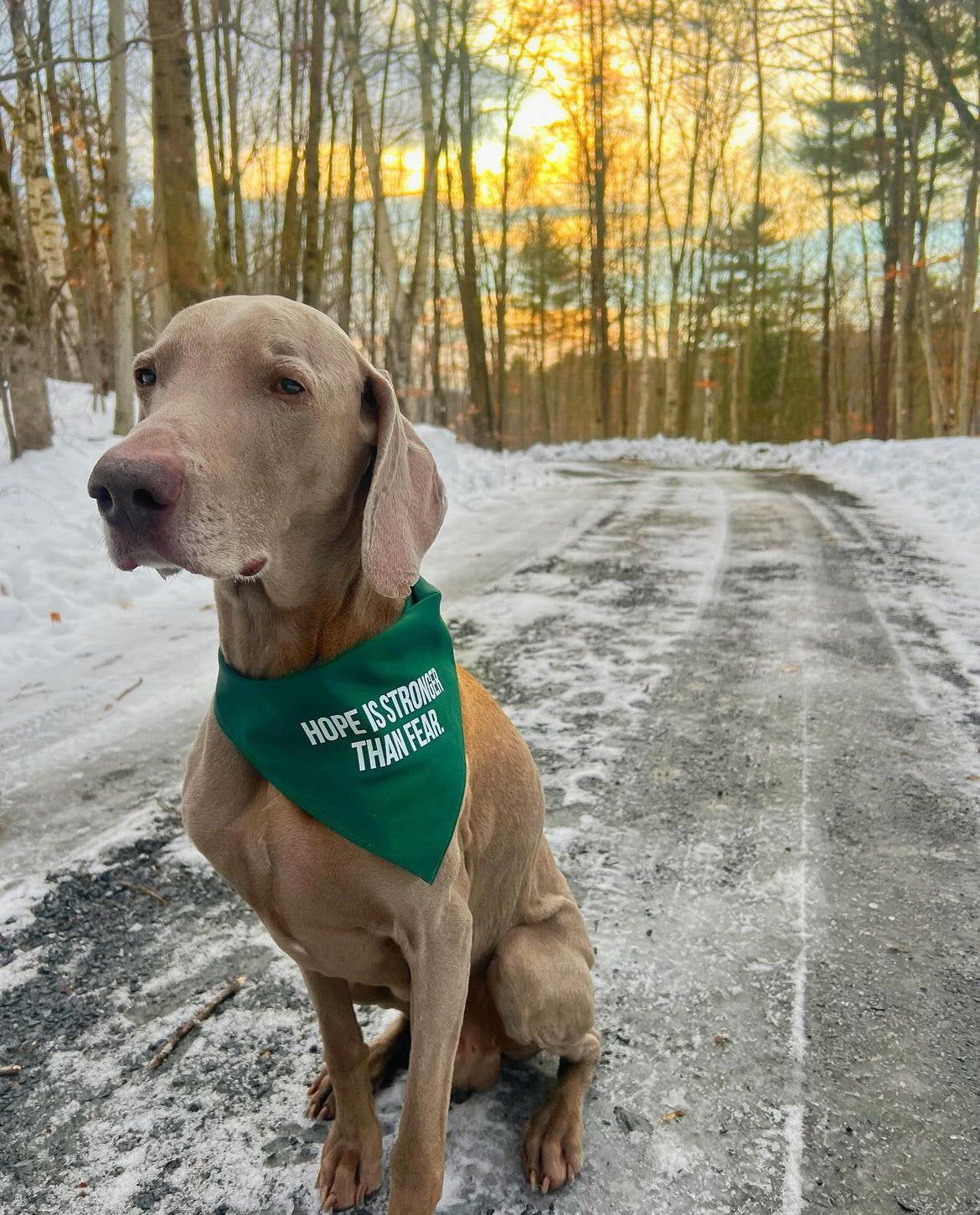 Dog Bandana
